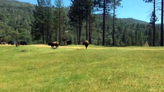 Buffalo attack — taking on a charging bison  Animal attack on human