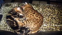 Bengal cat sleeping on dog