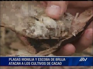 Sectores cacaotero y cafetalero entran en emergencia