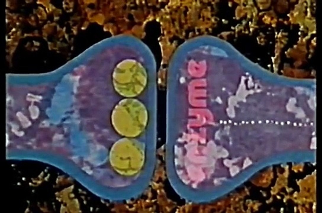 IL CORPO UMANO il sistema nervoso