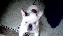 bouba chien de  mon frere