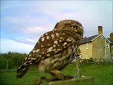 Steve the Little Owl eats a BIG worm, with other birds