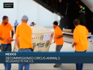 Mexico: Rescued Circus Animals Relocated to U.S.