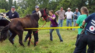 2014 Tennessee Horse Rescue
