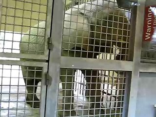 Dallas Zoo Elephants