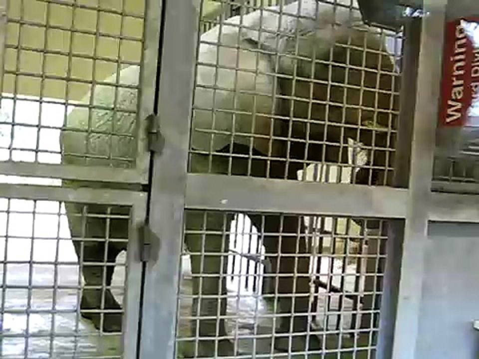 Dallas Zoo Elephants