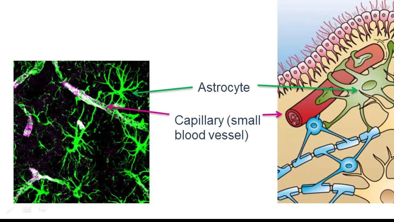 01 04 The Cells of the Brain:  Neurons and Glial Cells