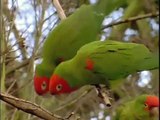 Independent Lens | The Wild Parrots of Telegraph Hill | Trailer | PBS