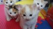 Adorable Kittens Perform Synchronized Head Dance