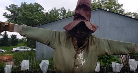 Useless Scarecrow Fails at Duty