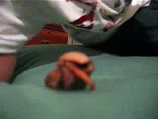 Hermes the Hermit Crab 2