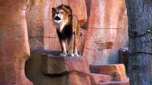 Lion Roars At Brookfield Zoo