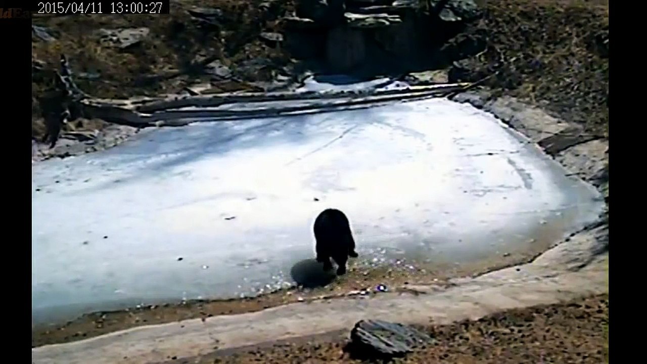 Ice dancing by Holly  4/11/15 ( with music)