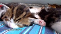 'Funny Cats Sleeping in Strange Positions and Places' Compilation 2015 - FunnyTV