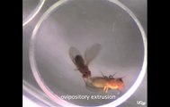 Sexual Deprivation Increases Alcohol Intake in Fruit Flies