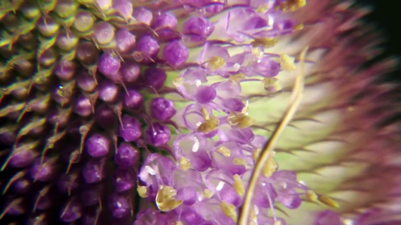 Wisdom Film - Ram Dass - "Be Here Now"