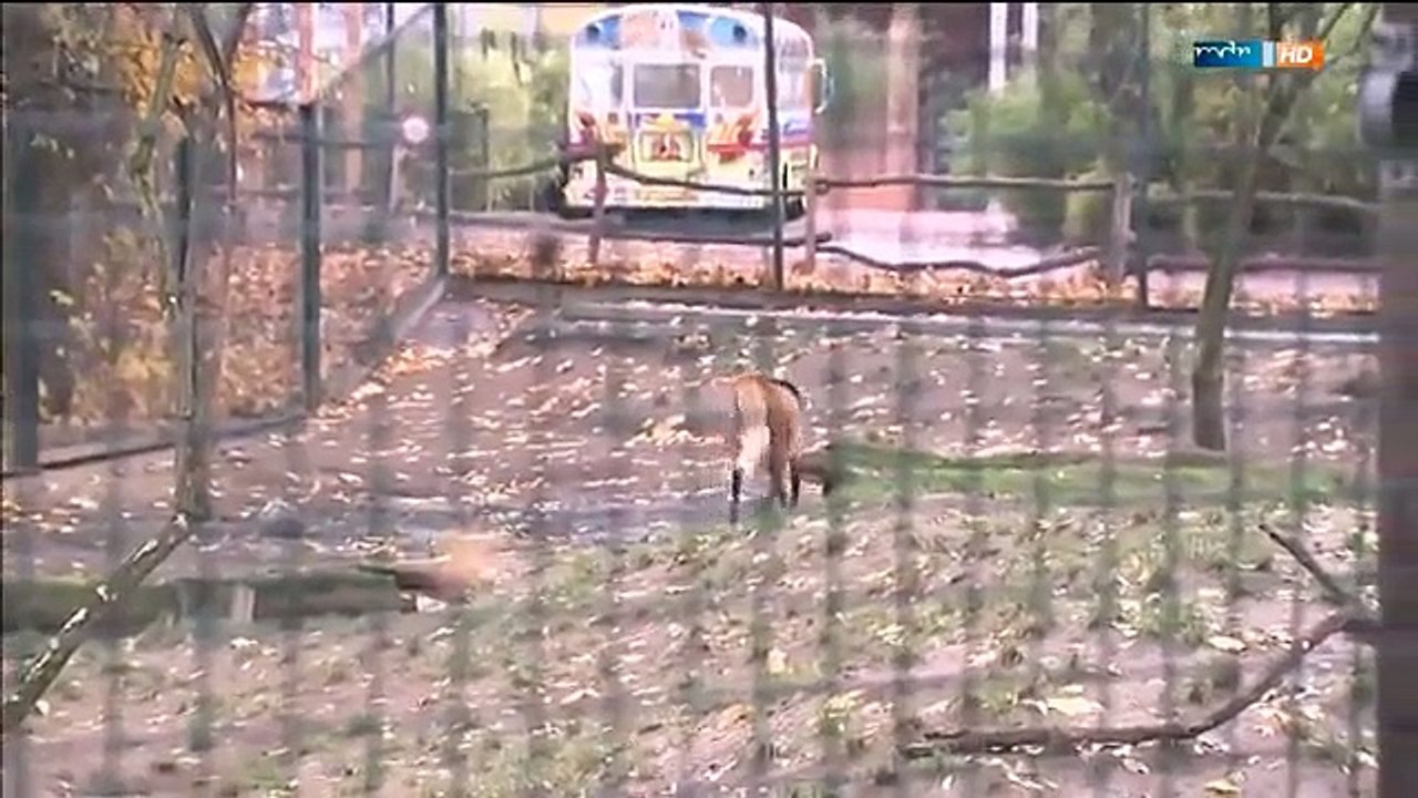 Alles auf Anfang | Elefant, Tiger & Co. (596) | MDR