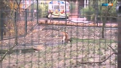 Alles auf Anfang | Elefant, Tiger & Co. (596) | MDR