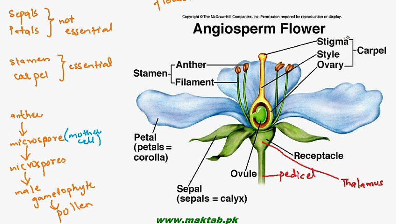 FSc Biology Book1, CH 9, LEC 15; Class Angiospermae and Life Cycle of Angiospermic Plant - Video Dailymotion