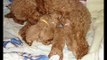 Toy and Mini Poodles puppies for sale