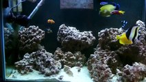 large gold flake angel fish in 90 gallon tank