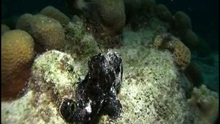 Frogfish on the move