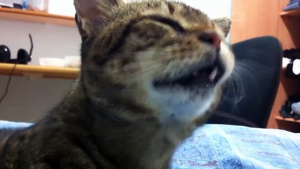 Cat Fails 2015 | Cats Funny Jump | Kitty Video