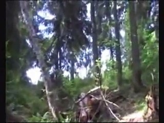 El Beagle Perro de caceria.   FOXX