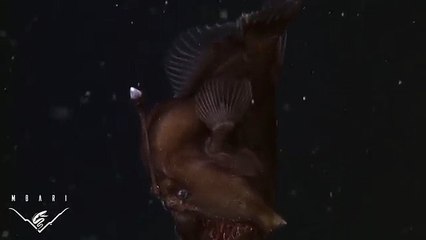 The anglerfish The original approach to deep-sea fishing