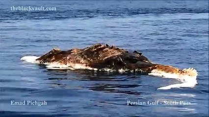 Unknown Sea Creature Filmed in Persian Gulf