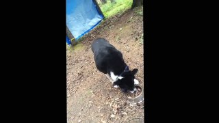 Dog saving food from bears while camping