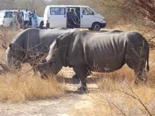 Cyril et les Rhinos