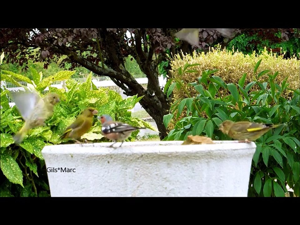 Oiseaux à Thouars