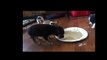 Cute Shih Chi Puppies Eating The Baby Dog Foods