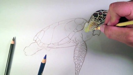 How to draw - colored pencils