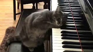 Era uma vez um gato maltês, tocava piano....