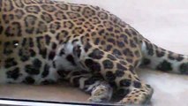 Jaguar Sally-Ocelot-Lion-Snow Leopard.Munich Zoo/Jaguar Ozelot-Löwe-Tierpark Hellabrunn