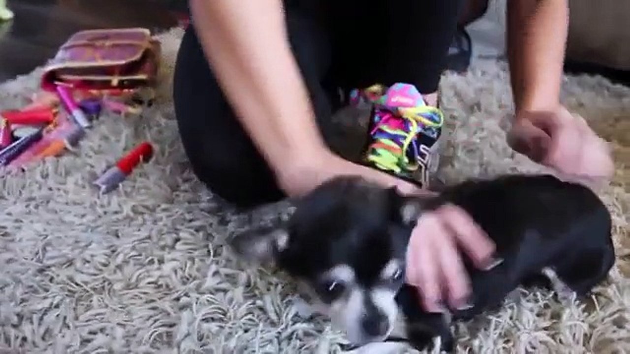 Jenna How To Mildly Annoy Your Dogs Part 1 - HD 720p