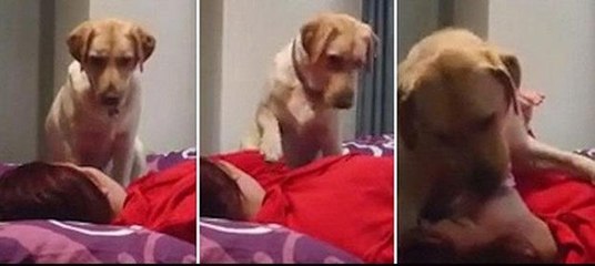 İnanılmaz an: Nöbet geçiren sahibinin hayatını yalayarak kurtardı