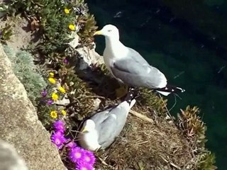 Corse  découverte de la ville et falaises de Bonifacio