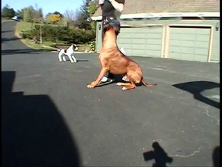 Rhodesian Ridgebacks - clicker training