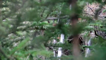 Bigfoot video as seen in Survivorman with Les Stroud