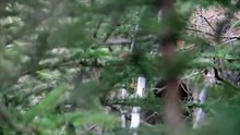 Bigfoot video as seen in Survivorman with Les Stroud