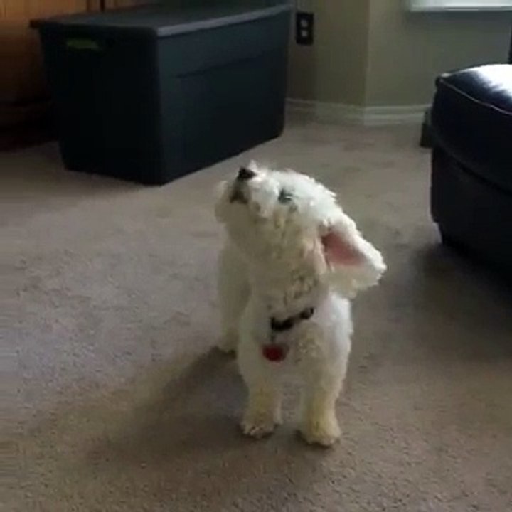 National dog day!  - Vine by Quincy