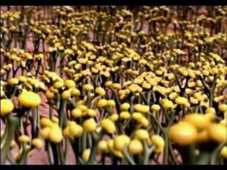 VIDA ANTES DE LOS DINOSAURIOS PARTE 2/8