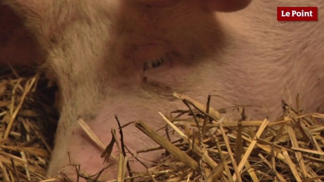 Élevage porcin : Si ça continue comme ça, je préfère arrêter