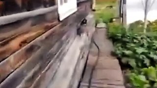 Собака спасает кота от смерти!