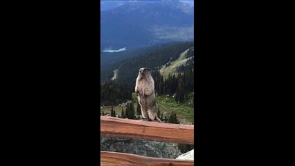 Funny Marmot screams like a baby girl in Canada
