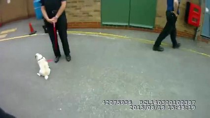 Les retrouvailles d'un chien volé et de sa maîtresse