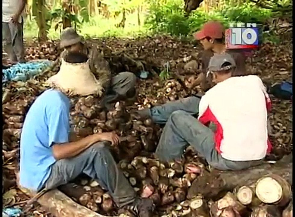 Cultivo de Plátano